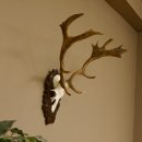Damhirsch kleines Geweih Höhe 57 cm Dam Hirsch...