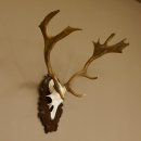 Damhirsch kleines Geweih Höhe 57 cm Dam Hirsch Hirschgeweih geschnitztem Schild 72.536