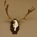 Damhirsch kleines Geweih Höhe 57 cm Dam Hirsch Hirschgeweih geschnitztem Schild 72.536