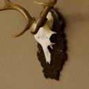 Damhirsch kleines Geweih Höhe 57 cm Dam Hirsch Hirschgeweih geschnitztem Schild 72.536