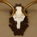 Damhirsch kleines Geweih Höhe 57 cm Dam Hirsch Hirschgeweih geschnitztem Schild 72.536