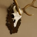 Damhirsch kleines Geweih Höhe 57 cm Dam Hirsch Hirschgeweih geschnitztem Schild 72.536