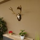 Damhirsch kleines Geweih Höhe 57 cm Dam Hirsch Hirschgeweih geschnitztem Schild 72.536