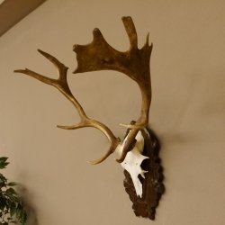 Damhirsch kleines Geweih Höhe 57 cm Dam Hirsch Hirschgeweih geschnitztem Schild 72.536