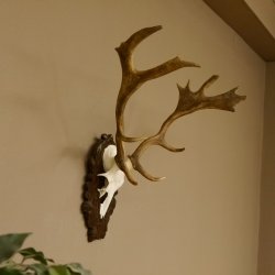 Damhirsch kleines Geweih Höhe 57 cm Dam Hirsch Hirschgeweih geschnitztem Schild 72.536