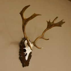 Damhirsch kleines Geweih Höhe 57 cm Dam Hirsch Hirschgeweih geschnitztem Schild 72.536