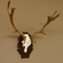 Damhirsch kleines Geweih Höhe 57 cm Dam Hirsch Hirschgeweih geschnitztem Schild 72.536