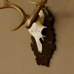 Damhirsch kleines Geweih Höhe 57 cm Dam Hirsch Hirschgeweih geschnitztem Schild 72.536