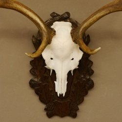 Damhirsch kleines Geweih Höhe 57 cm Dam Hirsch Hirschgeweih geschnitztem Schild 72.536