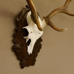 Damhirsch kleines Geweih Höhe 57 cm Dam Hirsch Hirschgeweih geschnitztem Schild 72.536