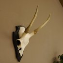 Sikahirsch Geweih Sika Hirsch Höhe 32 cm Stangen...