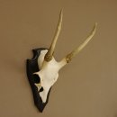 Sikahirsch Geweih Sika Hirsch Höhe 32 cm Stangen...