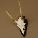 Sikahirsch Geweih Sika Hirsch Höhe 32 cm Stangen Hirschgeweih Trophäenschild 70.1021