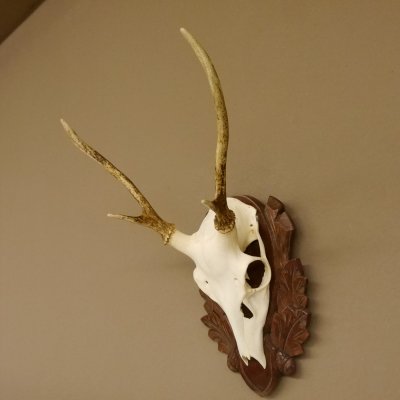 Sikahirsch Geweih Sika Hirsch HL 23,5 cm Stangen Hirschgeweih Trophäenschild 70.1022