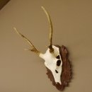 Sikahirsch Geweih Sika Hirsch HL 23,5 cm Stangen...