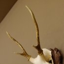 Sikahirsch Geweih Sika Hirsch HL 23,5 cm Stangen Hirschgeweih Trophäenschild 70.1022