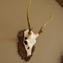 Sikahirsch Geweih Sika Hirsch HL 23,5 cm Stangen...