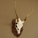 Sikahirsch Geweih Sika Hirsch HL 23,5 cm Stangen Hirschgeweih Trophäenschild 70.1022