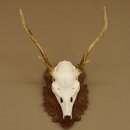Sikahirsch Geweih Sika Hirsch HL 23,5 cm Stangen Hirschgeweih Trophäenschild 70.1022