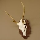Sikahirsch Geweih Sika Hirsch HL 23,5 cm Stangen Hirschgeweih Trophäenschild 70.1022