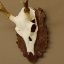 Sikahirsch Geweih Sika Hirsch HL 23,5 cm Stangen Hirschgeweih Trophäenschild 70.1022