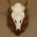 Sikahirsch Geweih Sika Hirsch HL 23,5 cm Stangen Hirschgeweih Trophäenschild 70.1022