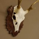 Sikahirsch Geweih Sika Hirsch HL 23,5 cm Stangen Hirschgeweih Trophäenschild 70.1022