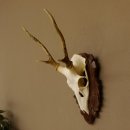 Sikahirsch Geweih Sika Hirsch HL 23,5 cm Stangen Hirschgeweih Trophäenschild 70.1022