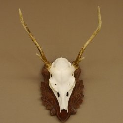 Sikahirsch Geweih Sika Hirsch HL 23,5 cm Stangen Hirschgeweih Trophäenschild 70.1022