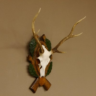 Sikahirsch Geweih Sika Hirsch HL 35,5 cm Stangen Hirschgeweih Trophäenschild 70.1023