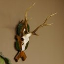 Sikahirsch Geweih Sika Hirsch HL 35,5 cm Stangen...