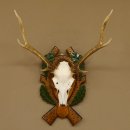 Sikahirsch Geweih Sika Hirsch HL 35,5 cm Stangen Hirschgeweih Trophäenschild 70.1023