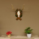 Sikahirsch Geweih Sika Hirsch HL 35,5 cm Stangen Hirschgeweih Trophäenschild 70.1023