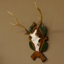 Sikahirsch Geweih Sika Hirsch HL 35,5 cm Stangen Hirschgeweih Trophäenschild 70.1023