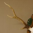 Sikahirsch Geweih Sika Hirsch HL 35,5 cm Stangen Hirschgeweih Trophäenschild 70.1023