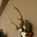 Sikahirsch Geweih Sika Hirsch HL 35,5 cm Stangen Hirschgeweih Trophäenschild 70.1023