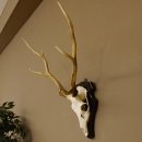 Sikahirsch Geweih Sika Hirsch HL 43 cm Stangen...
