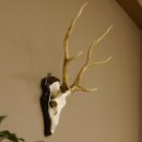 Sikahirsch Geweih Sika Hirsch HL 43 cm Stangen...