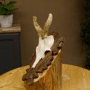 Rehbock im Bast Reh Bock Geweih Rehgeweih auf geschnitztem Trophäenschild 603.244