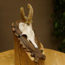 Rehbock im Bast Reh Bock Geweih Rehgeweih auf geschnitztem Trophäenschild 603.244