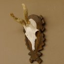 Rehbock im Bast Reh Bock Geweih Rehgeweih auf geschnitztem Trophäenschild 603.244