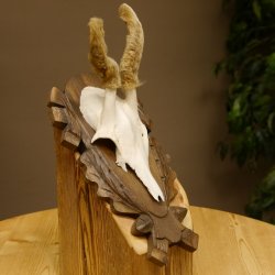 Rehbock im Bast Reh Bock Geweih Rehgeweih auf geschnitztem Trophäenschild 603.244