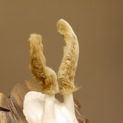 Rehbock im Bast Reh Bock Geweih Rehgeweih auf geschnitztem Trophäenschild 603.244