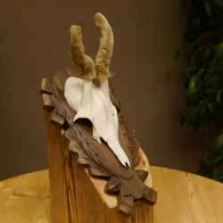 Rehbock im Bast Reh Bock Geweih Rehgeweih auf geschnitztem Trophäenschild 603.244