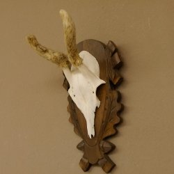 Rehbock im Bast Reh Bock Geweih Rehgeweih auf geschnitztem Trophäenschild 603.244