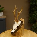 Rehbock Reh Bock Geweih Rehgeweih auf Trophäenschild 603.245