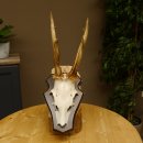 Rehbock Reh Bock Geweih Rehgeweih auf Trophäenschild 603.245