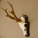 Rehbock Reh Bock Geweih Rehgeweih auf Trophäenschild 603.245