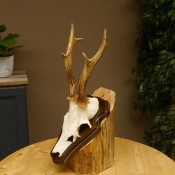 Rehbock Reh Bock Geweih Rehgeweih auf Trophäenschild 603.245