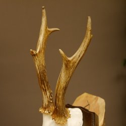 Rehbock Reh Bock Geweih Rehgeweih auf Trophäenschild 603.245